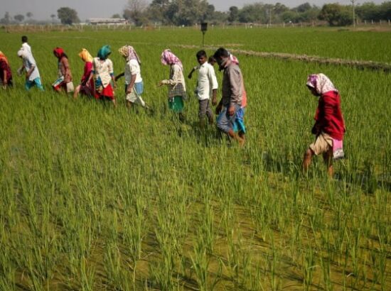 India eyes record rice production in 2024-25 monsoon